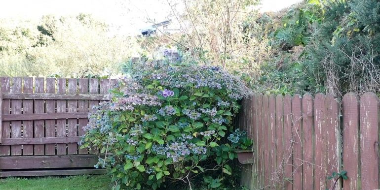 Colin Greeves 2. back garden bush (2)x (2)